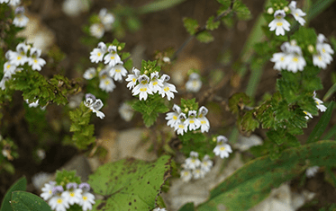Augentrost Euphrasia | Apotheken Ahaus & Coesfeld