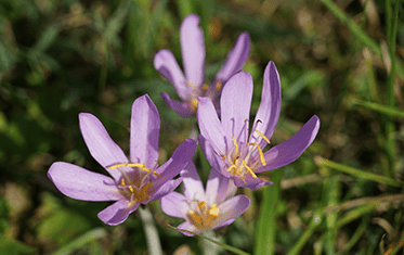 Herbstzeitlose Colcicum | Apotheken Ahaus & Coesfeld