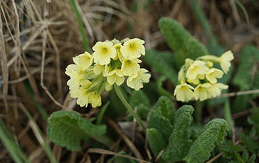 Schluesselblume Primula | Apotheken Ahaus & Coesfeld