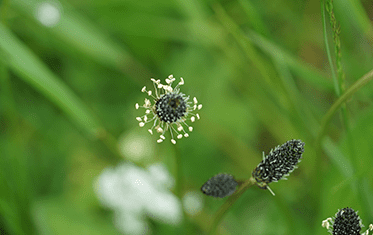 Spitzwegerich | Apotheken Ahaus & Coesfeld