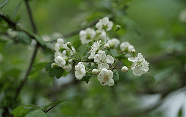 Weissdorn Crataegus | Apotheken Ahaus & Coesfeld